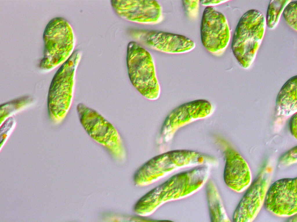 微細藻類ユーグレナ（株式会社ユーグレナ提供）